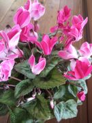 ファイル 1697-1.jpg