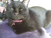 ファイル 1700-1.jpg