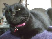 ファイル 1700-2.jpg