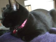 ファイル 1700-4.jpg