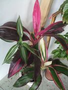 ファイル 1704-1.jpg