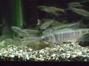 ファイル 1707-1.jpg