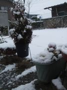 ファイル 1708-1.jpg