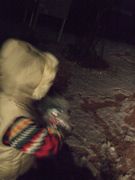 ファイル 1709-1.jpg