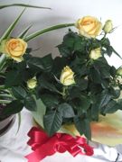 ファイル 1711-1.jpg