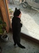 ファイル 1712-2.jpg