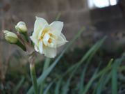 ファイル 1717-1.jpg