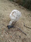 ファイル 1725-1.jpg