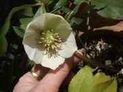 ファイル 1736-1.jpg