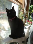 ファイル 1737-1.jpg