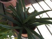 ファイル 1739-1.jpg