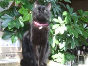 ファイル 1745-2.jpg