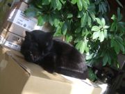 ファイル 1745-4.jpg