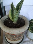 ファイル 1749-1.jpg