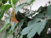 ファイル 1751-1.jpg