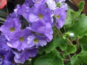 ファイル 1752-1.jpg