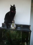 ファイル 1755-1.jpg