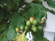 ファイル 1758-1.jpg