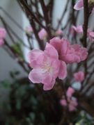 ファイル 1762-1.jpg