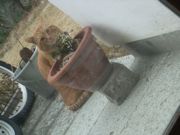 ファイル 1765-1.jpg