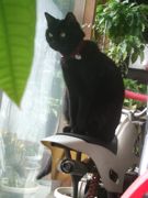 ファイル 1766-1.jpg