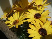 ファイル 1768-1.jpg