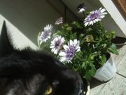 ファイル 1770-1.jpg