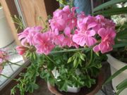 ファイル 1771-1.jpg