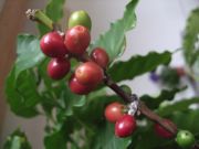 ファイル 1772-1.jpg