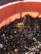 ファイル 1775-1.jpg