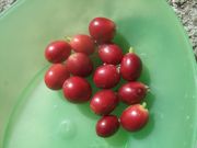 ファイル 1777-1.jpg