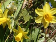 ファイル 1779-1.jpg