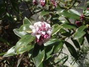 ファイル 1780-1.jpg