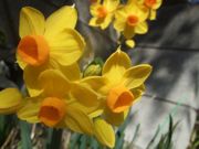 ファイル 1781-1.jpg