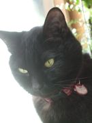 ファイル 1784-1.jpg