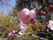 ファイル 1788-3.jpg