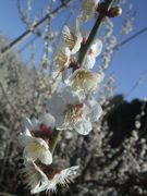 ファイル 1788-4.jpg