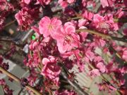 ファイル 1788-5.jpg