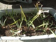 ファイル 1789-1.jpg