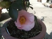 ファイル 1790-1.jpg