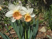 ファイル 1792-1.jpg