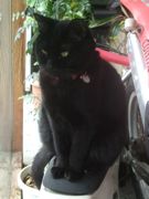 ファイル 1794-1.jpg