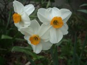 ファイル 1795-1.jpg