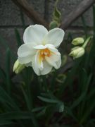 ファイル 1795-4.jpg