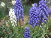 ファイル 1796-1.jpg