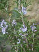 ファイル 1798-1.jpg