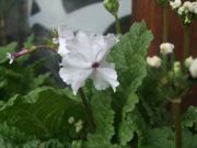 ファイル 1800-1.jpg