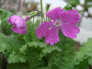 ファイル 1800-2.jpg