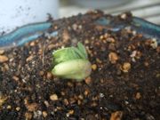 ファイル 1802-1.jpg