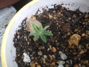 ファイル 1802-2.jpg